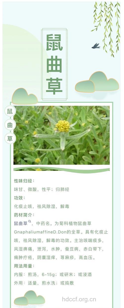 秋鼠曲草的功效与作用