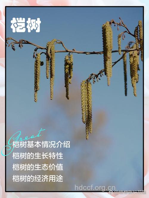 痄腮树的功效与作用