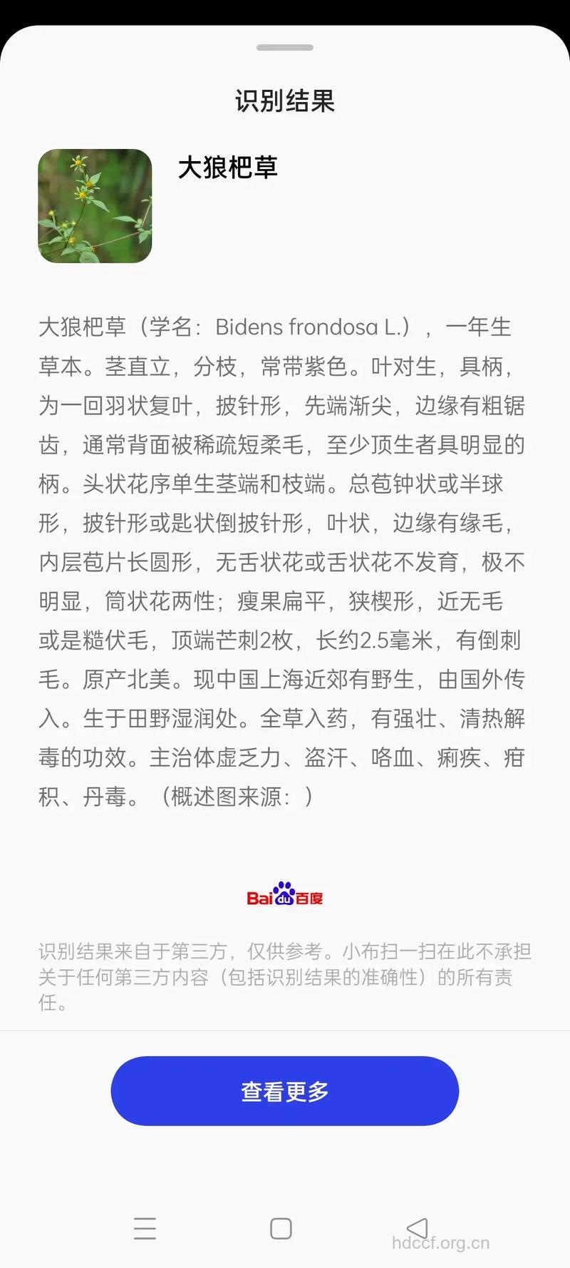 狼杷草的功效与作用