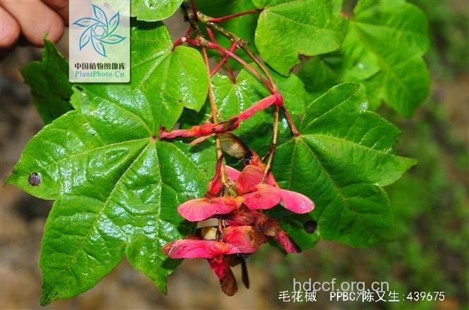 毛花槭的功效与作用