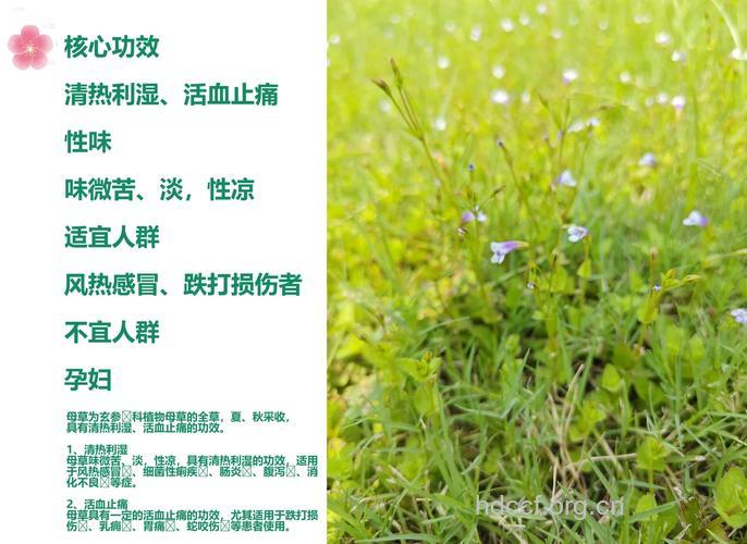 母草的功效与作用