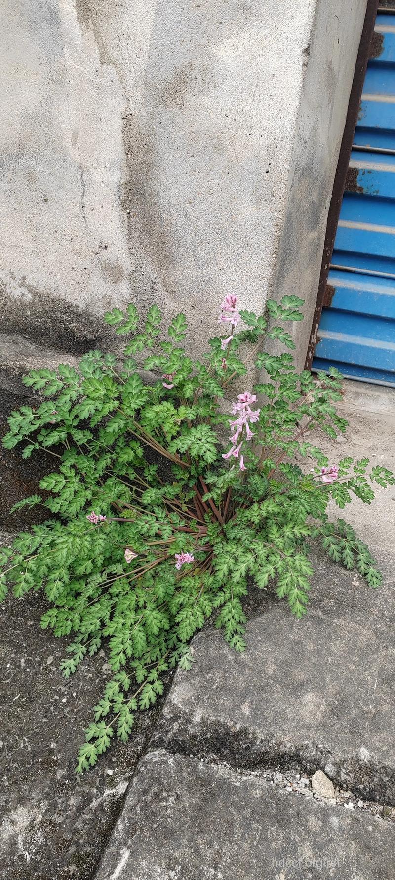 曲花紫堇的功效与作用