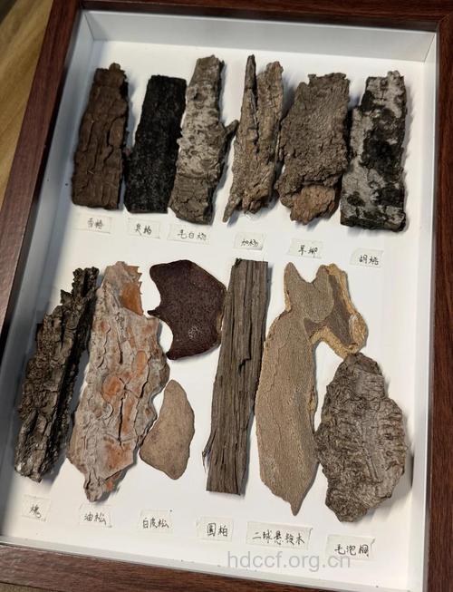 漆树皮的功效与作用