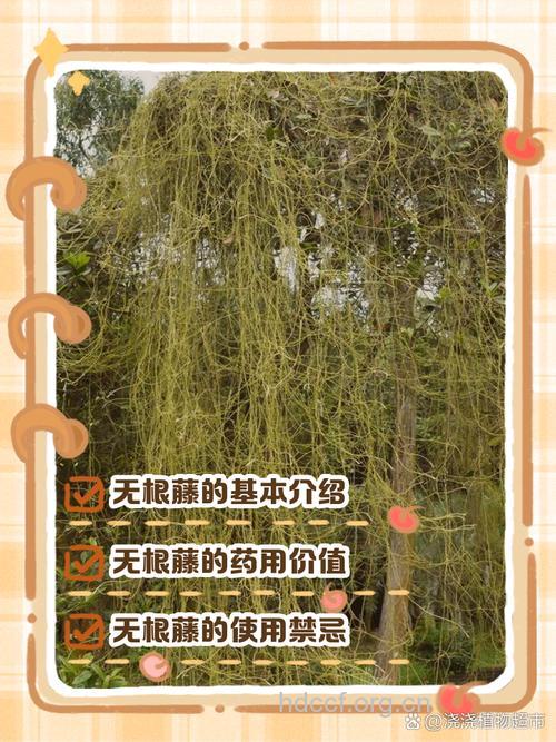 无爷藤的功效与作用