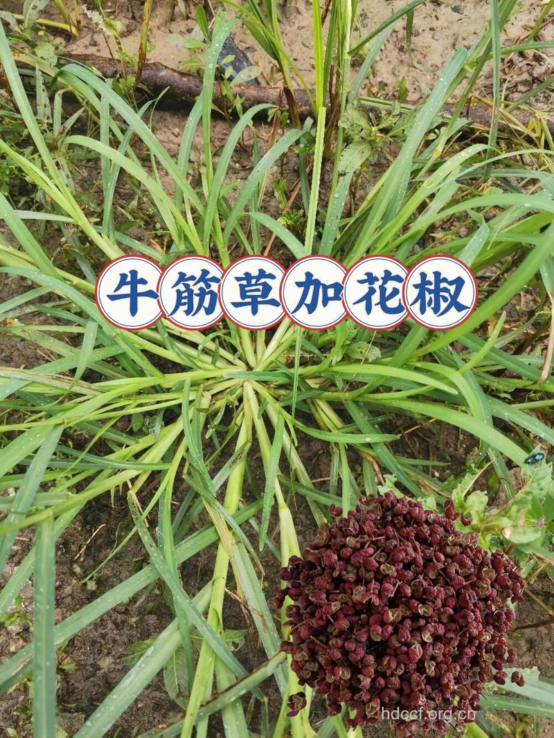 牛王肺筋草的功效与作用