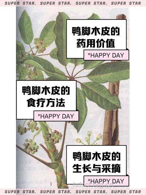 鸭脚木皮的功效与作用