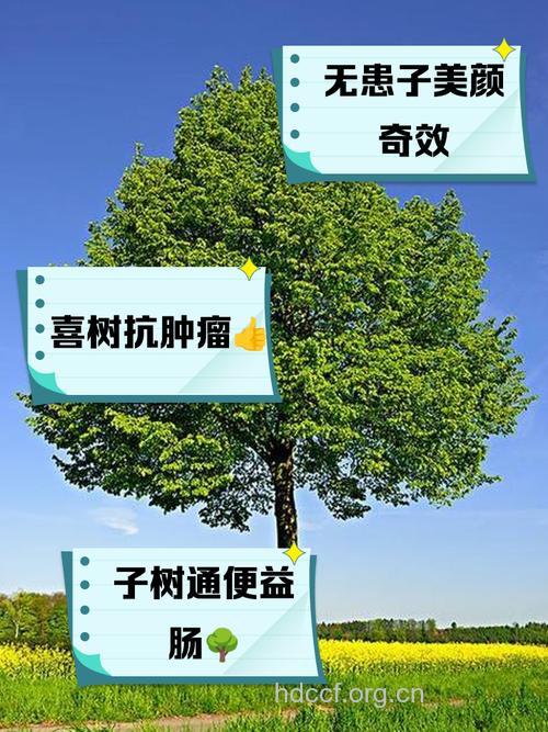 吉利子树的功效与作用