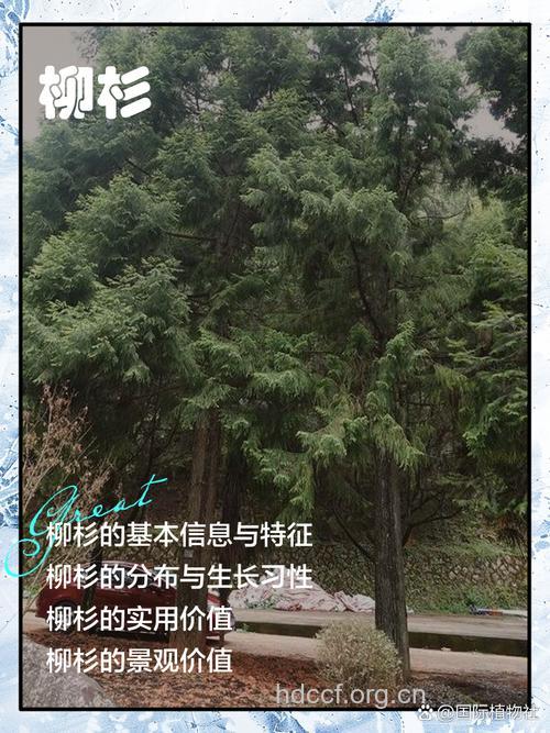 柳杉叶的功效与作用