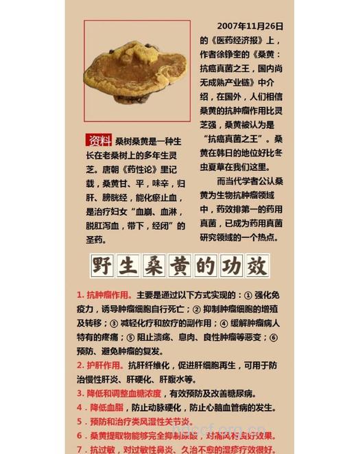 桑黄的功效与作用