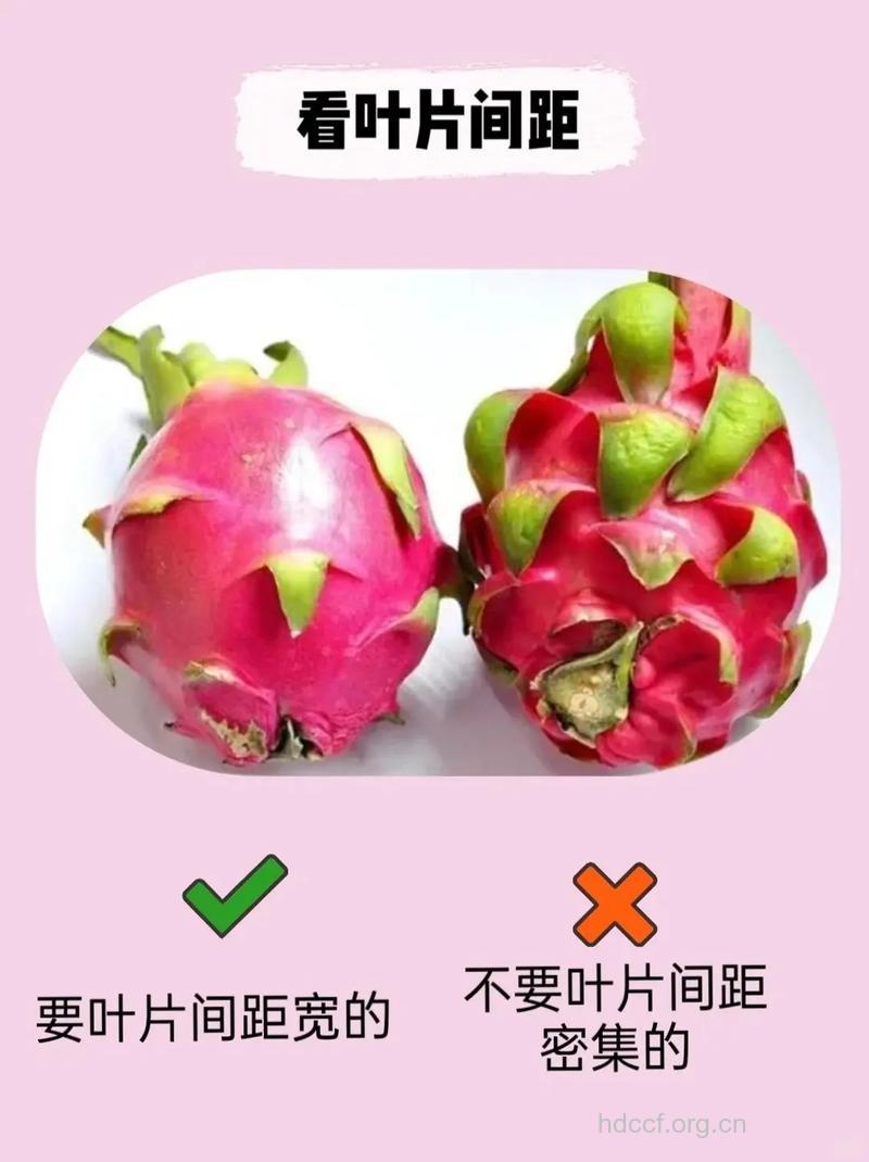 火龙果怎么挑 6个方法要记住