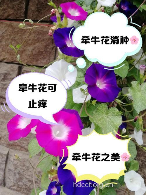拘那花的功效与作用