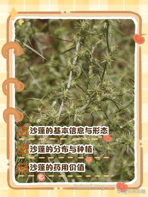 沙蓬的功效与作用