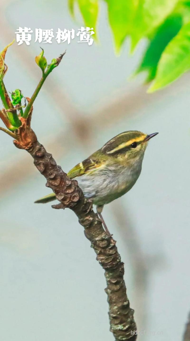 莺的功效与作用