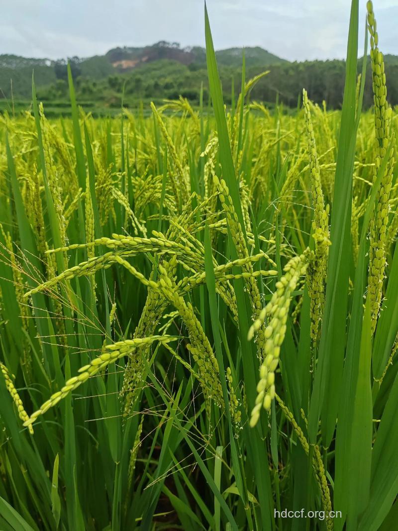 水稻清的功效与作用