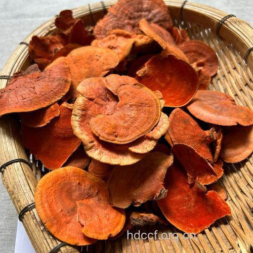 朱砂菌-中草药大全