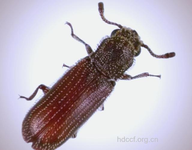 竹蠹虫-中草药大全