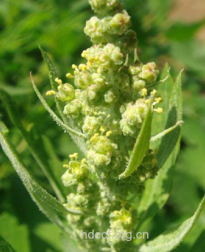 藜实-中草药大全