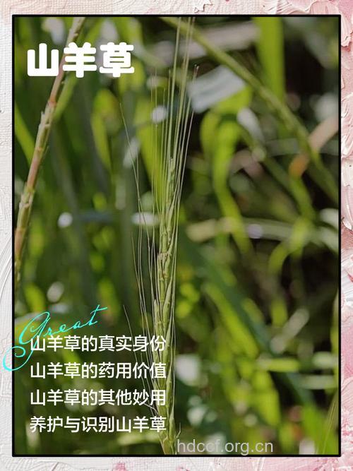 山羊肉-中草药大全