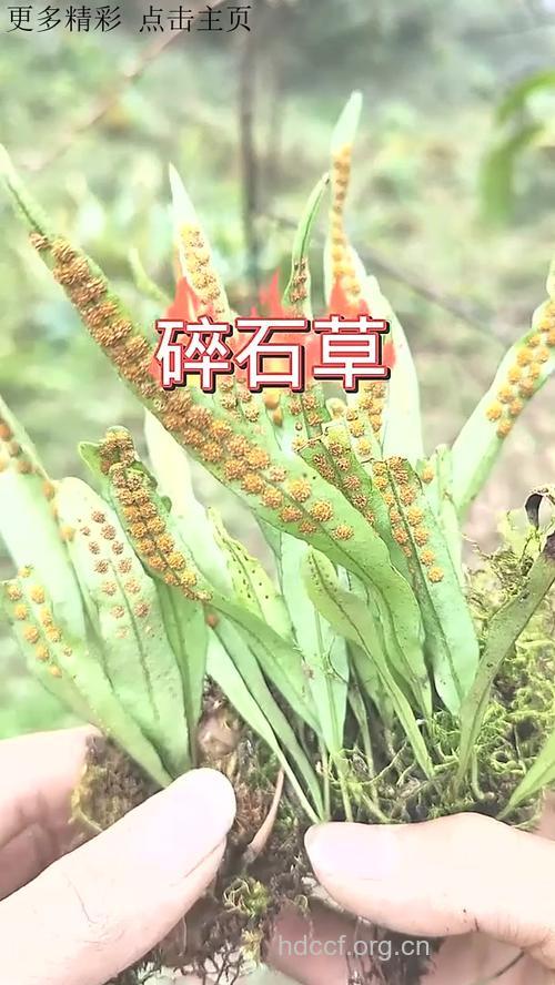 理石-中草药大全