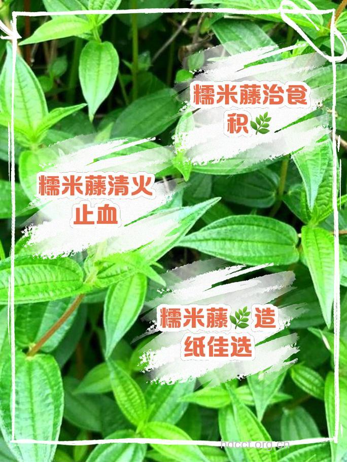 糯米藤的功效与作用