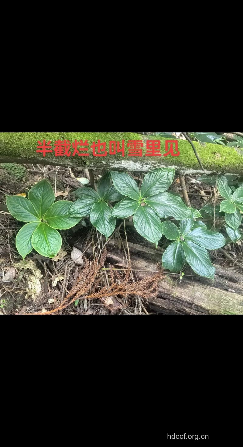 雪里见的功效与作用