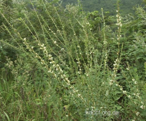 鱼串草的功效与作用