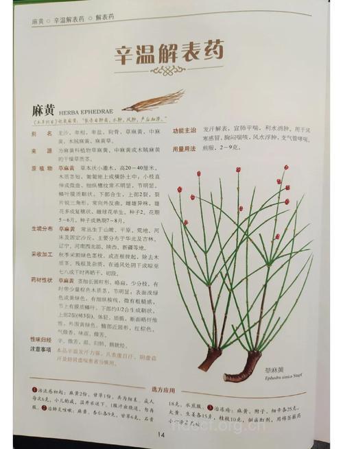 木麻黄的功效与作用