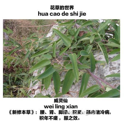 铜脚威灵仙的功效与作用