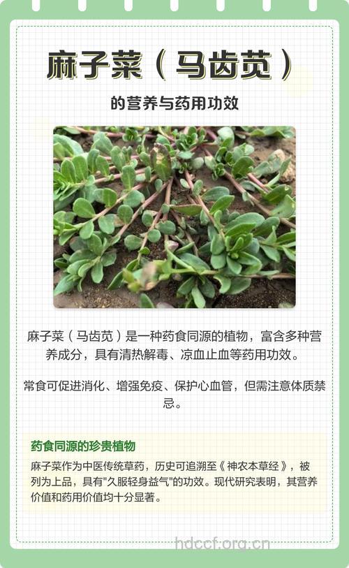 马齿苋子的功效与作用