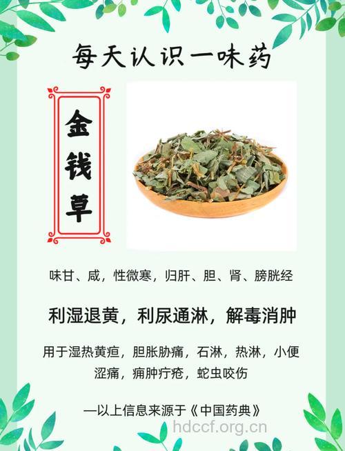 江西金钱草的功效与作用