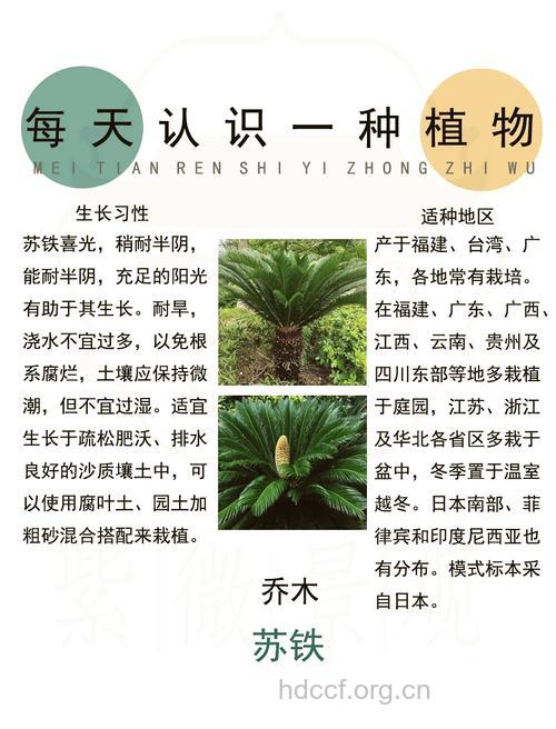 苏铁花的功效与作用