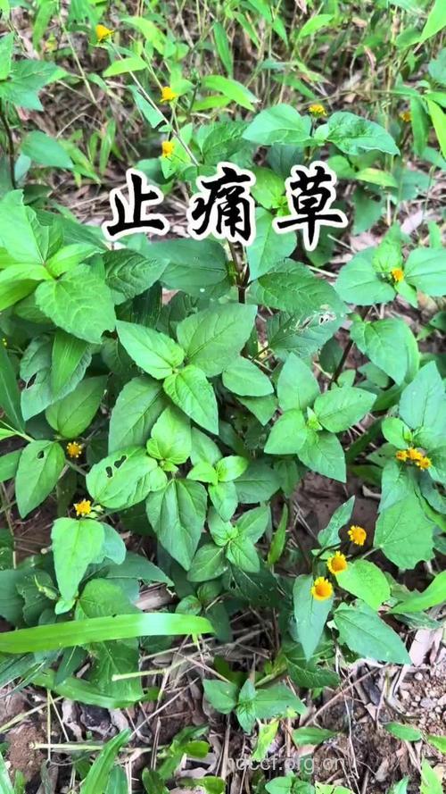不通则痛 6种花花草草可活血化瘀