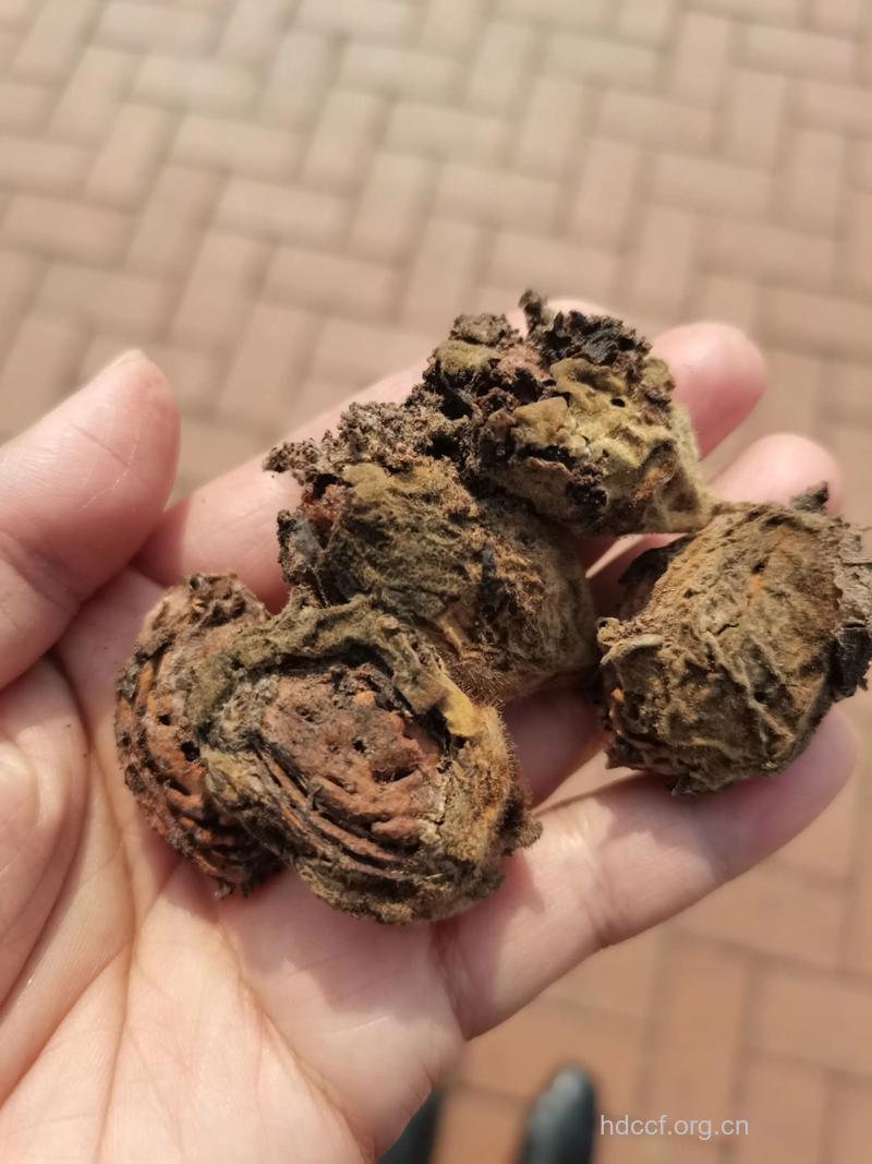 桃奴的功效与作用