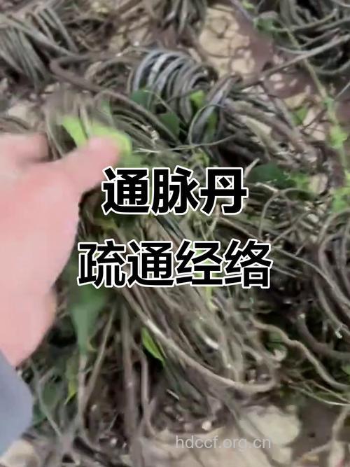 通脉丹的功效与作用