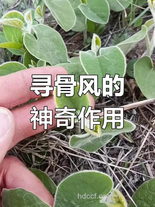 追骨风的功效与作用