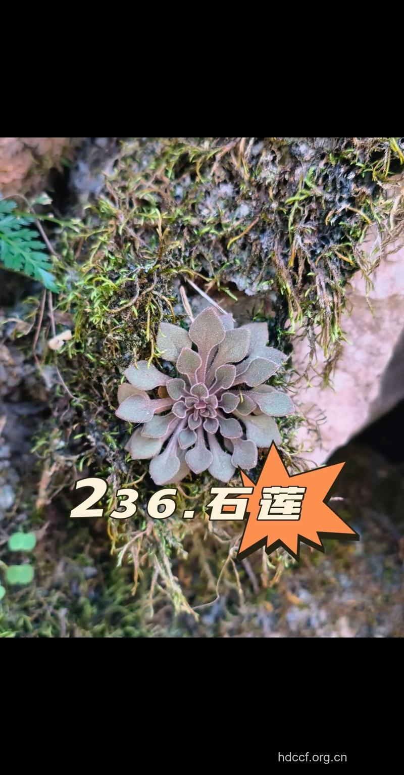 苦石莲的功效与作用