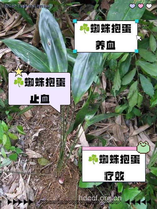 卵叶蜘蛛抱蛋的功效与作用