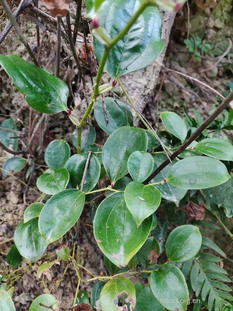 西南金刚藤的功效与作用