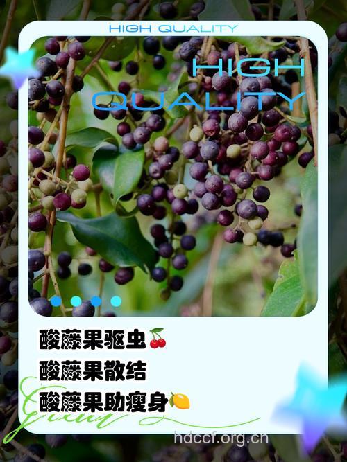 酸果藤的功效与作用