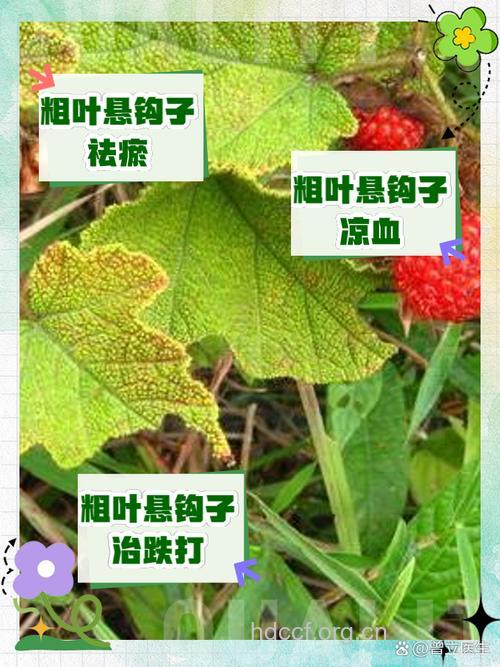 悬钩子的功效与作用