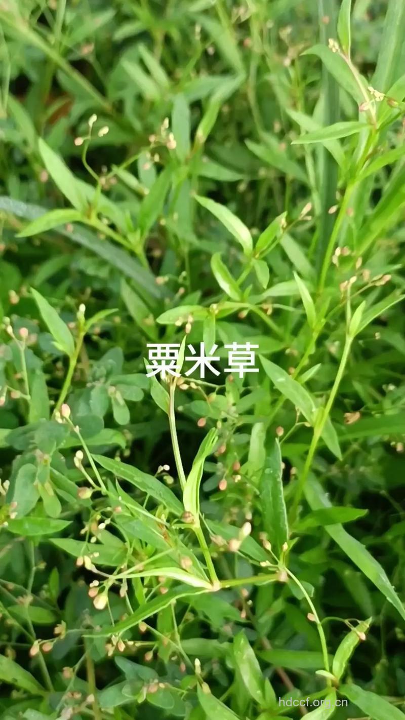 粟米草的功效与作用