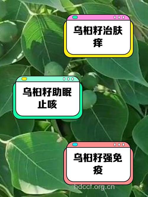 乌桕子的功效与作用