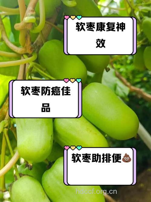 软枣子的功效与作用