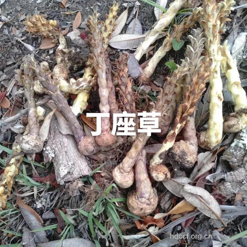 枇杷芋的功效与作用