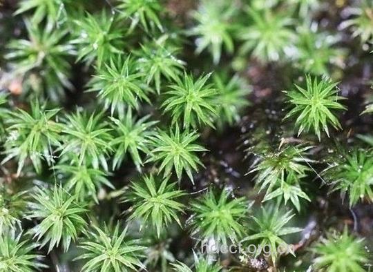 偏叶白齿藓的功效与作用