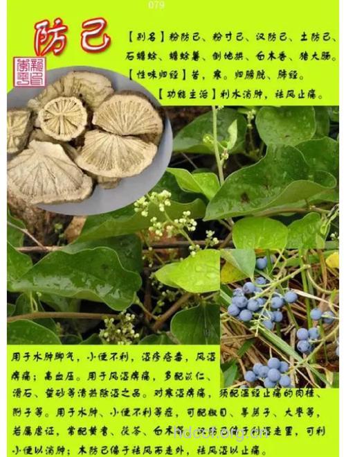 木防己的功效与作用
