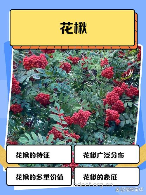 天山花楸的功效与作用