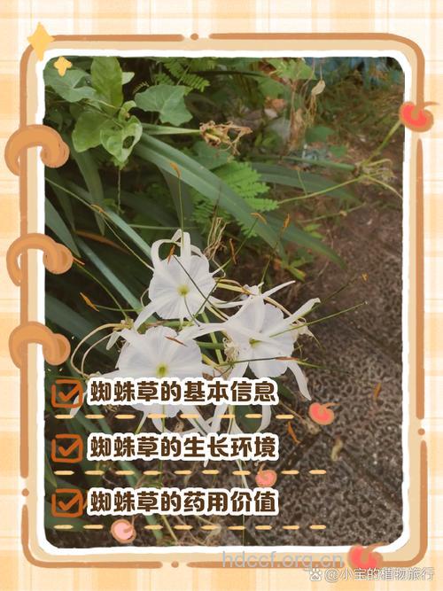 蜘蛛草的功效与作用
