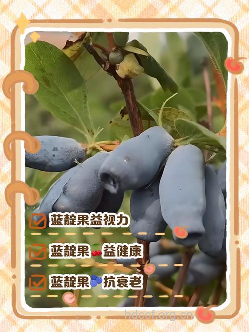 蓝锭果的功效与作用