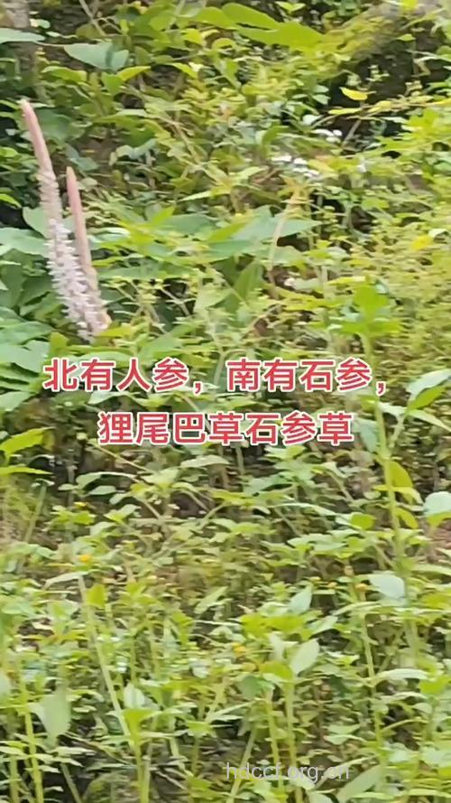 兰花石参的功效与作用